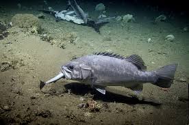 Image result for Polyprion americanus