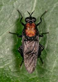 Attēlu rezultāti vaicājumam “Clitellaria ephippium”