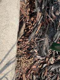 Attēlu rezultāti vaicājumam “Lycogala exiguum aggr. spores”