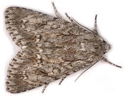 Attēlu rezultāti vaicājumam “Acronicta aceris”