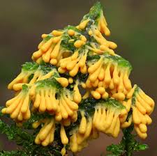 Attēlu rezultāti vaicājumam “Colloderma oculatum plasmodium”