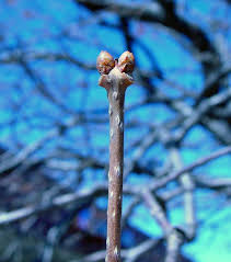 Attēlu rezultāti vaicājumam “Syringa reticulata subsp. amurensis”