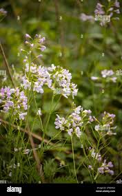Attēlu rezultāti vaicājumam “Cardamine pratensis flower”