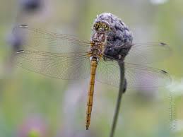 Attēlu rezultāti vaicājumam “Sympetrum vulgatum female”