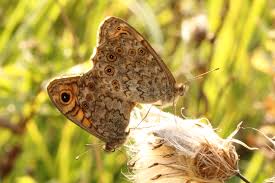 Attēlu rezultāti vaicājumam “Lasiommata megera”