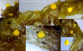 Attēlu rezultāti vaicājumam “Hymenoscyphus sp.”