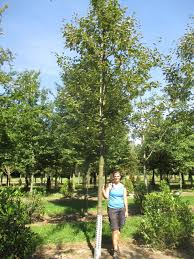 Attēlu rezultāti vaicājumam “Sorbus intermedia”