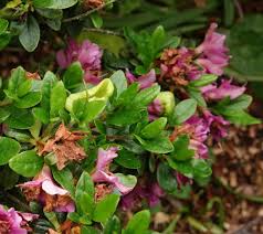 Attēlu rezultāti vaicājumam “Exobasidiales”