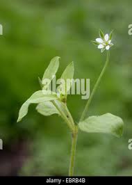 Attēlu rezultāti vaicājumam “Moehringia trinervia bud”