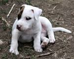 Baby puppy pit bull, - via Daymix
