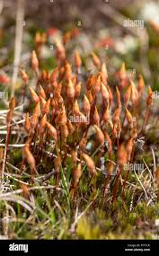 Attēlu rezultāti vaicājumam “Pogonatum urnigerum”