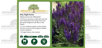 Attēlu rezultāti vaicājumam “Salvia nemorosa fruit”