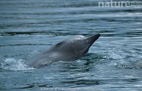 Image result for Hyperoodon ampullatus