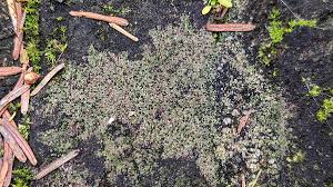 Attēlu rezultāti vaicājumam “Verrucaria hydrela”