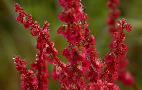 Attēlu rezultāti vaicājumam “Rumex acetosa flower”