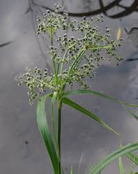 Attēlu rezultāti vaicājumam “Scirpus sylvaticus flower”