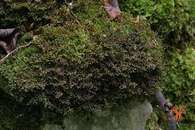 Attēlu rezultāti vaicājumam “Frullania tamarisci”