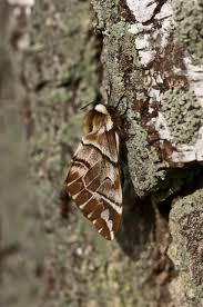 Attēlu rezultāti vaicājumam “Endromis versicolora”