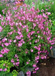 Image result for Silene dioica