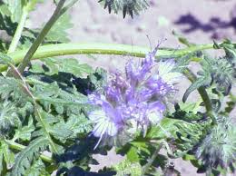 Attēlu rezultāti vaicājumam “Phacelia tanacetifolia leaf”