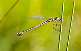 Attēlu rezultāti vaicājumam “Lestes dryas”
