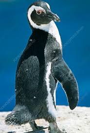 Image result for Spheniscus demersus