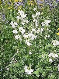 Image result for Polemonium coeruleum