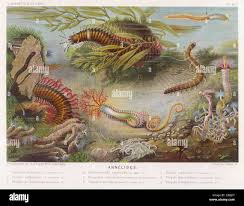 Attēlu rezultāti vaicājumam “Annelides”