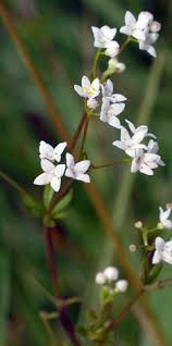 Attēlu rezultāti vaicājumam “Galium uliginosum”