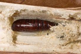 Attēlu rezultāti vaicājumam “Acronicta alni larva”