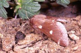Attēlu rezultāti vaicājumam “Eriogaster lanestris larva”