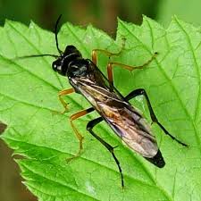 Attēlu rezultāti vaicājumam “Tenthredo mandibularis”