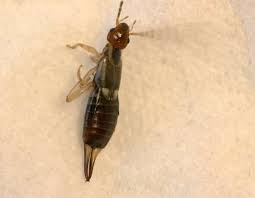 Attēlu rezultāti vaicājumam “Forficula auricularia female”