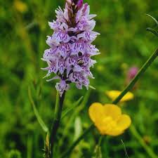 Attēlu rezultāti vaicājumam “Dactylorhiza fuchsii”