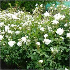 「アイスバーグ」の画像検索結果