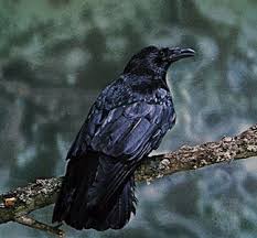 Attēlu rezultāti vaicājumam “Corvidae”