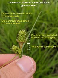 Attēlu rezultāti vaicājumam “Carex hirta male flower”