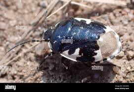 Attēlu rezultāti vaicājumam “Tritomegas bicolor imago”