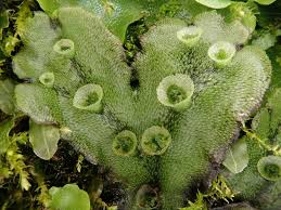 Attēlu rezultāti vaicājumam “Marchantia polymorpha”