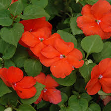 Image result for Impatiens walleriana