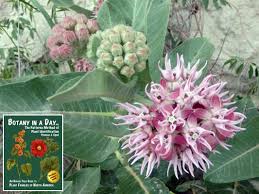 Attēlu rezultāti vaicājumam “Asclepiadaceae”