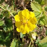 Attēlu rezultāti vaicājumam “Silene tatarica flower”