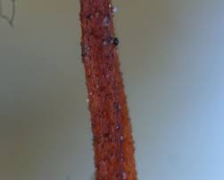 Attēlu rezultāti vaicājumam “Cribraria oregana stalked”