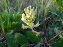 Attēlu rezultāti vaicājumam “Astragalus glycyphyllos flower”