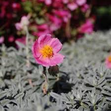 Attēlu rezultāti vaicājumam “Helianthemum nummularium flower”