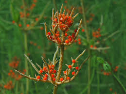 Attēlu rezultāti vaicājumam “Chara tomentosa”