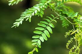 Attēlu rezultāti vaicājumam “Gleditsia triacanthos leaf”