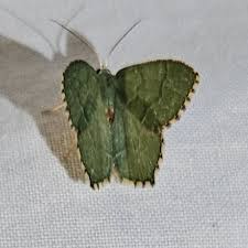 Attēlu rezultāti vaicājumam “Hemithea aestivaria”