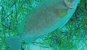 Image result for Siganus rivulatus