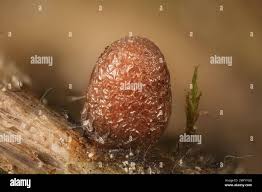 Attēlu rezultāti vaicājumam “Lycogala conicum young”